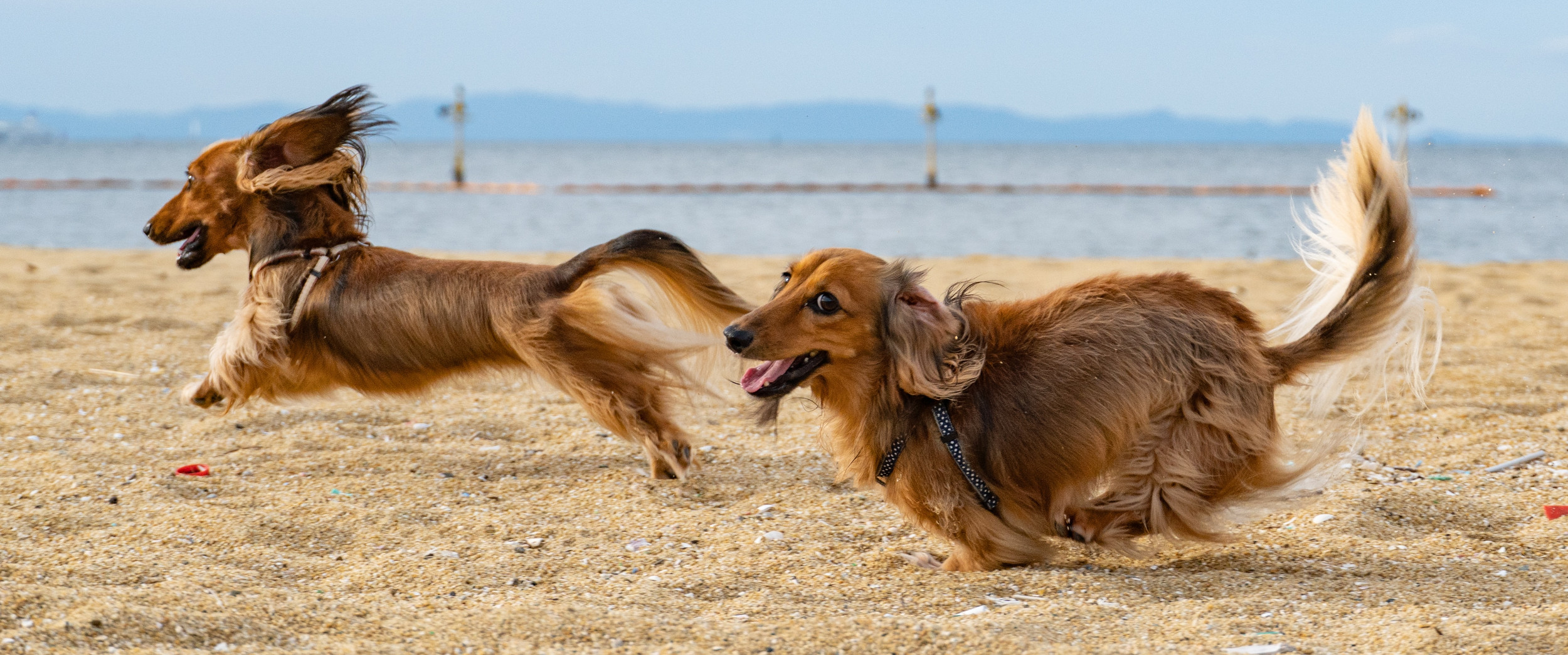 Cheltenham Dog Grooming Services, ScissorHounds